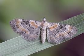 Image result for Eupithecia pulchellata