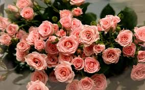 1366x768 wallpapers backgrounds rose laptop wallpaper flowers wallpapers. Pink Flower Wallpaper Laptop Novocom Top