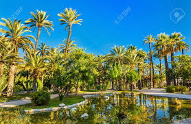 Emisora afiliada al grupo radial latino en españa. The Palmeral Of Elche Spain One Of The Largest In The World Unesco Heritage Site Stock Photo Picture And Royalty Free Image Image 69708802