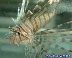 Pterois Volitans Aslan Baligi 2020 Balik Karides Aslan