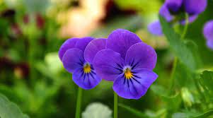 Wild Pansy Emergence Gracefulness Uninhibited Pansies Flowers Pansies Flower Essences