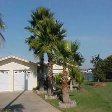 Check spelling or type a new query. Pin By Liberty Landscape Supply On Washingtonia Robusta Palm Tree Types Mexican Palm Tree Palm Trees Garden