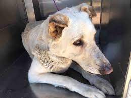 Www Petharbor Com Animal Search Adoptable Dog Pounds Humane Society Dog Adoption