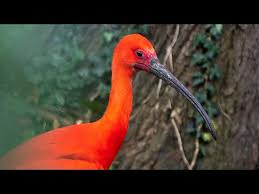 A fire was kindled and some antelope meat partially roasted, a portion of which was given to us. Rode Ibis T Hofpark Wateringen 31 07 2021 Youtube