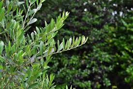 オリーブ 庭木図鑑 植木ペディア
