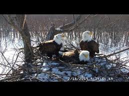 Visit Stewards Of The Upper Mississippi River Refuge Bald Eagle Eagles Female Bald Eagle