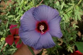 We did not find results for: Agrilife Research Hibiscus Breeder Comes Up With The Blue Agrilife Today