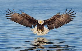 Birds That Start With The Letter T A List Of Animals That Start With E This Large Collection Of Animals Starting With E Contains The Meaning And An Example Of T Eagle Pictures Bald Eagle Eagles