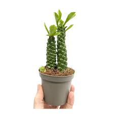 Image result for Monadenium rugosum
