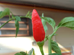 Image result for Capsicum frutescens