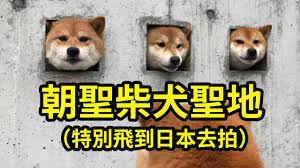 People are visiting this Japanese wall to meet three curious shiba inu dogs  - Lonely Planet
