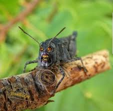 Natas Grasshopper Small Insects Funny Pictures Sharp Teeth