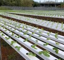 Agricultural Hydroponic Growing Systems PVC Channel for Lettuce