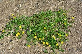 Maybe you would like to learn more about one of these? Weeds Manitoba Master Gardener Association