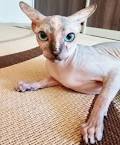 Sphynx Cat Names: Easy-to-Follow Guide, Expert’s Advice