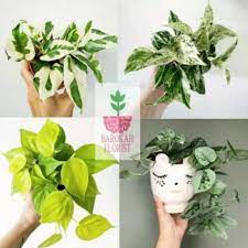 Jenis tanaman hias gantung ini bisa mempercantik rumah tanpa banyak memakan ruang. Tanaman Hias Pot Gantung Paket 4 Jenis Tanaman Sirih Gading Shopee Indonesia