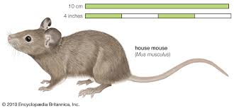 | meaning, pronunciation, translations and examples. Mouse Rodent Genus Britannica