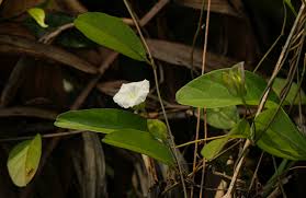 Image result for Aniseia martinicensis