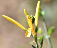 Image result for Justicia heterocarpa