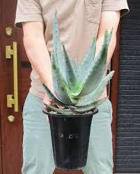 楽天市場 多肉植物 アロエ フェロックス4号 H20 千草園芸