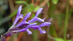 Purple flowers and purple foliage plants have a soothing emotional effect when used in the landscape. Salvia Garden Fact Sheets Gardening Australia Gardening Australia