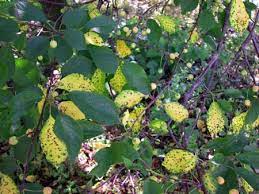Such lesions are usually small and brown, without the Cherry Leaf Spot 101 Understanding Blumeriella Jaapii Biology And Management Msu Extension