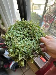 Image result for Melhania prostrata