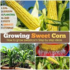 When sowing in the spring, allow for one or two extra corn plants for the purpose of seed saving. Growing Sweet Corn 1 Soil 2 Season 3 Planting 4 Care 5 Pest And Disease 6 Harvest 7 Storage How To Grow Corn Growing Sweet Corn Growing Corn How To Grow Corn