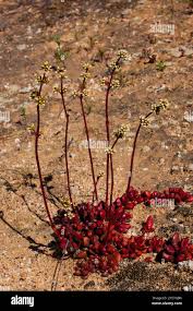 Image result for Moraea clavata