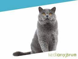 satilik british shorthair kedi