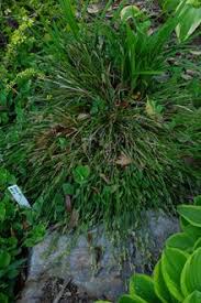 Image result for Carex sp.no.1