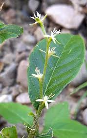 Image result for Petiveria