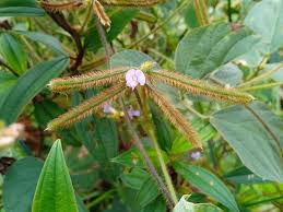 Image result for Calopogonium mucunoides