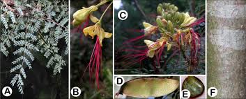 Image result for Erythrostemon