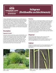 Image result for Rottboellia