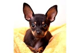 Black And Brown Rat Terrier Chihuahua Mix Also Known As The Ratchie Or The Chirat This Hybrid Dog Combines A Working Terrier And Tiny Companion Canine Rat T In 2020 Rat Terrier Dogs Chihuahua Mix Rat Terriers