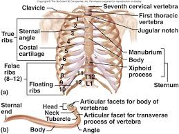 Butler Coughlin Human Structure Ribs And Sternum Articulated Bone Anatomy Bones Anatomy Human Body Anatomy