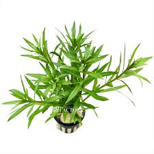 Image result for Pogostemon aquaticus