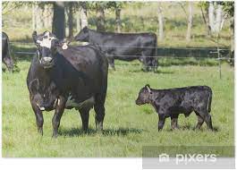 Black Angus Calf And Mother Poster Pixers We Live To Change