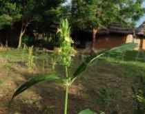 Image result for Justicia flava