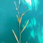 Image result for Eriochloa meyeriana