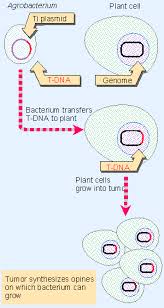 Maybe you would like to learn more about one of these? 8 Interaction Of Ti Plasmid Dna With The Plant Genome Genes Vii