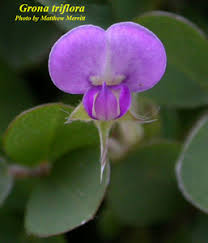 Image result for Grona triflora