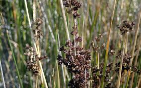 Image result for Juncus kraussii