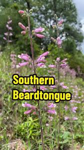 Image result for Priva flabelliformis