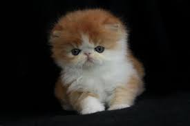 Join millions of people using oodle to find kittens for adoption, cat and kitten listings, and other pets adoption. Pin On Cute