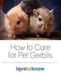 How To Care For Pet Gerbils Lovetoknow Pet Rodents Gerbil Cat Care