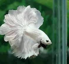 Rose Tail Betta Fish Betta Keepers Please Provide The Best Environment For Your Betta Minimum 3 Gallon T Betta Fish Tank Pretty Fish Siamese Fighting Fish