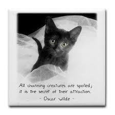 Spoiled Kitten And Quote Tile Coaster By Catattraction Cafepress Animal Lover Quotes Animal Quotes I Love Cats