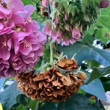Image result for Dombeya lastii